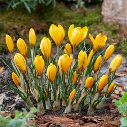 Crocus Yellow Mammoth - Crocus vernus