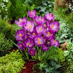 GreenboutiQ - Bulbes à Fleurs - Crocus Large Flowering Mix