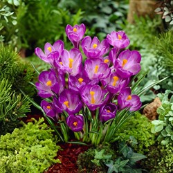 Crocus Flower Record - Crocus vernus