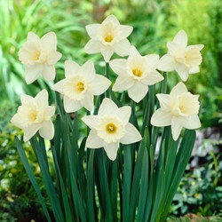 Narcisse Trompette Mount Hood - Narcissus