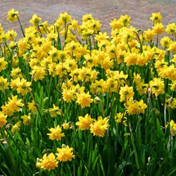 Narcis Tete Bouclé  - Narcissus