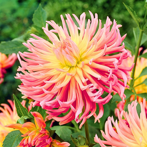 Dahlia Alfred Grille - Dahlia cactus