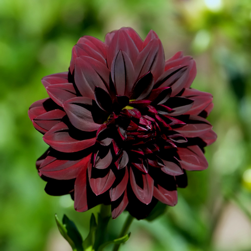 Dahlia décoratif Arabian Night