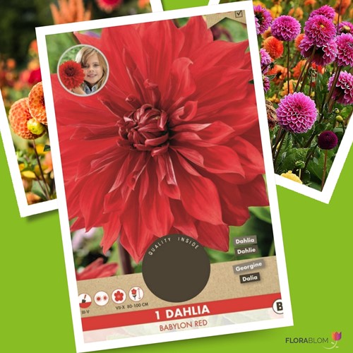 Dahlia Dinnerplate Babylon