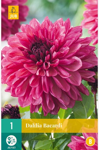 Dahlia Bacardi
