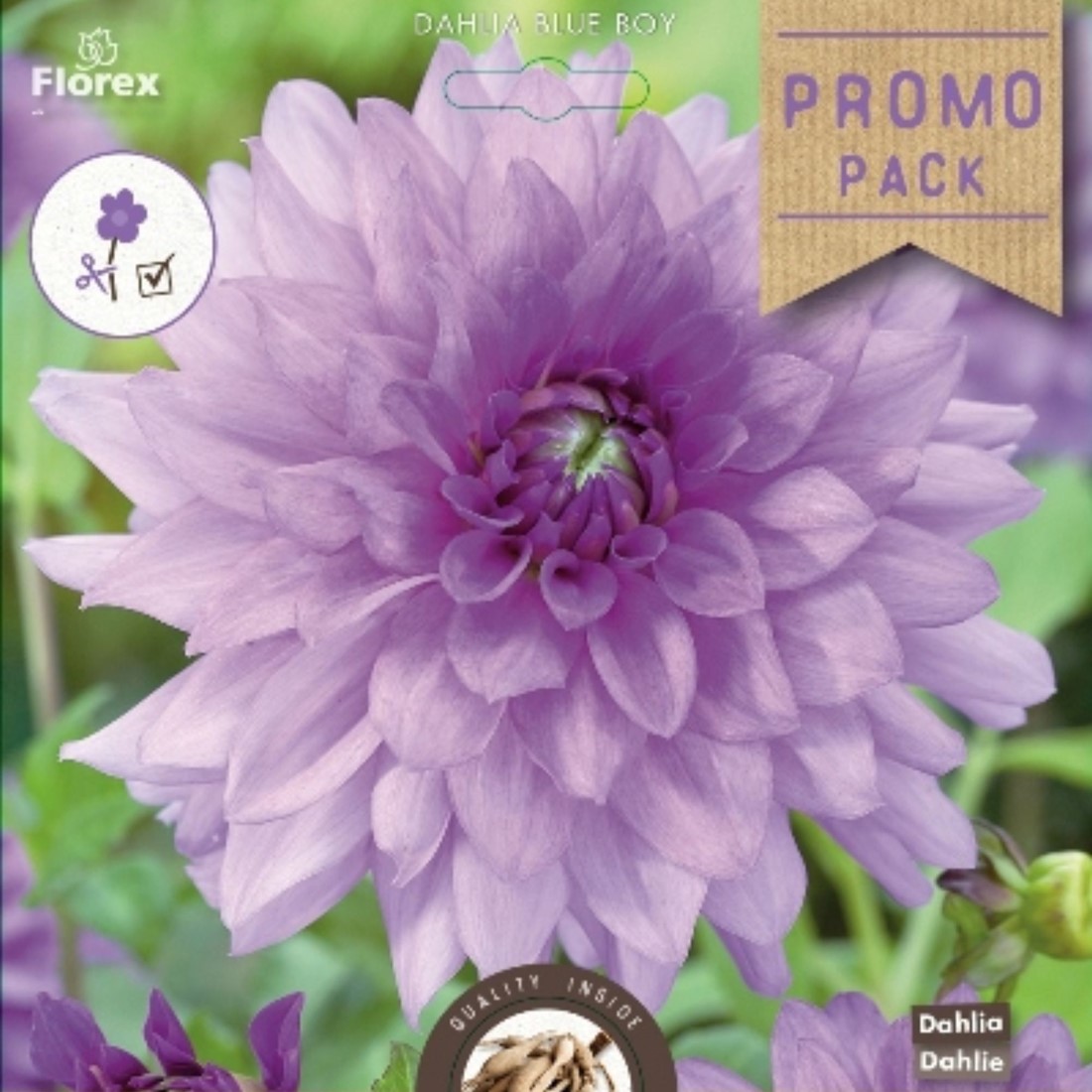Dahlia Blue Boy - Dahlia decoratief Les Bulbes a Fleurs