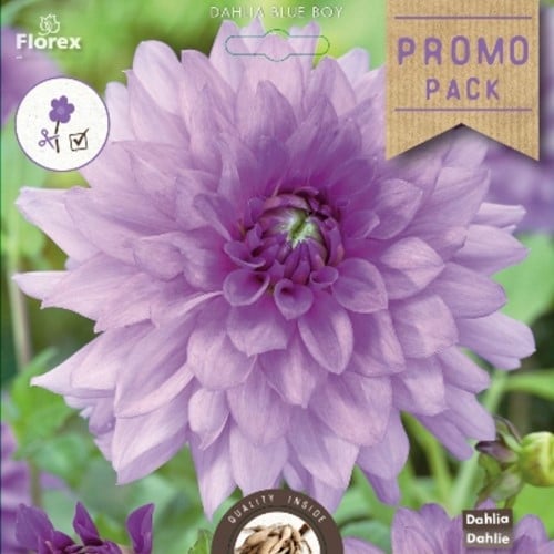 Dahlia Décoratif Blue Boy