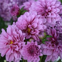 Dahlia Décoratif Blue Boy