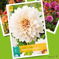 Dahlia Dinnerplate Café au Lait-2