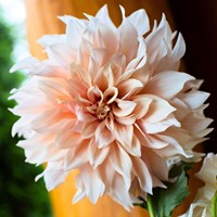 Dahlia Dinnerplate Café au Lait