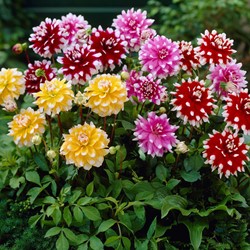 Dahlia Catalina Melange