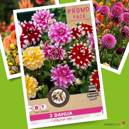 Dahlia Catalina Melange