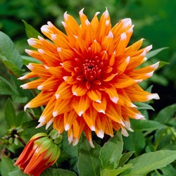 Dahlia Color Spectacle