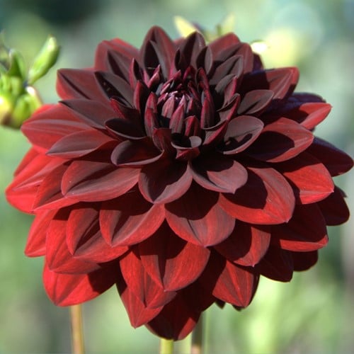 Dahlia Décoratif Arabian Night