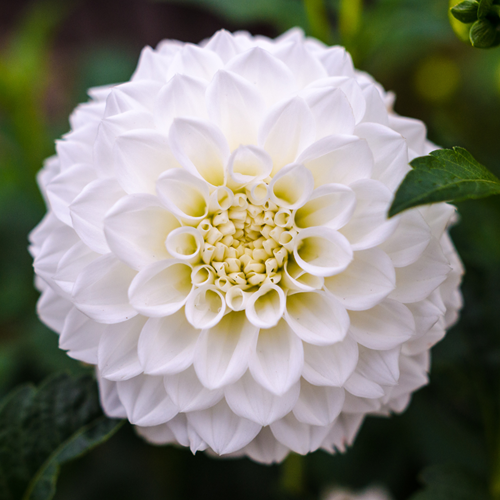 Dahlia Dinnerplate Fleurel acheter ? Livraison rapide et prix