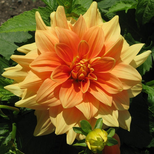 Dahlia Décoratif Orange