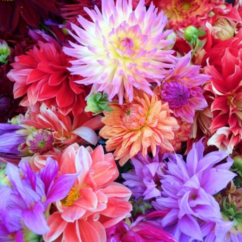 Dahlia Fantasy Mix