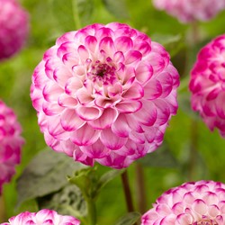 Dahlia Genova – Dahlia decoratief