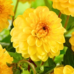Dahlia Pompon Jaune