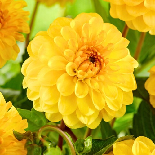 Dahlia Pompon Jaune