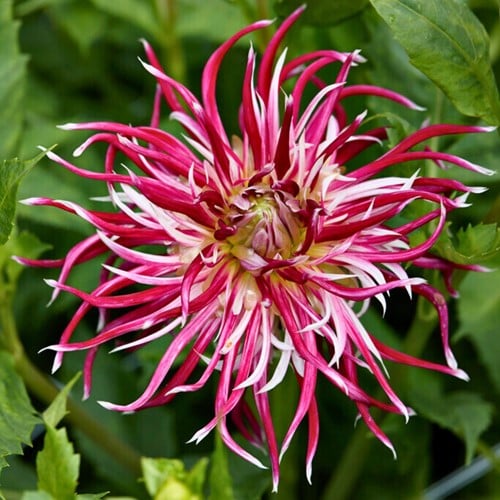 Dahlia Hollyhill Spiderwoman - Dahlia cactus