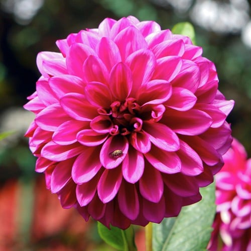 Dahlia Décoratif Rose