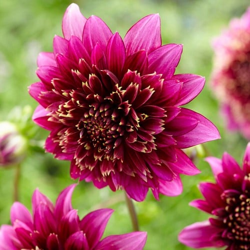 Dahlia Anemone Mambo