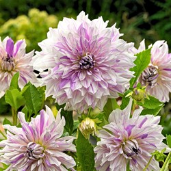 Dahlia Mom's Special