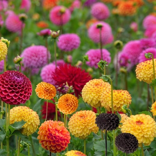 Dahlias pompons en mélange - Dahlia pompon select mix
