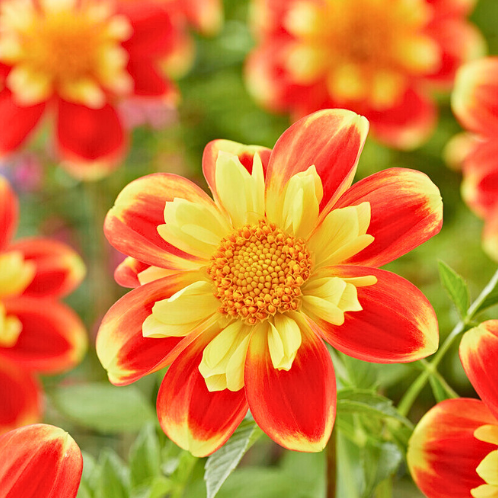 Dahlia Pooh
