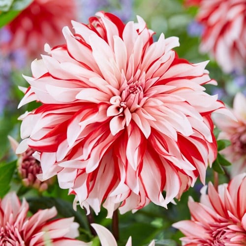 Dahlia Santa Claus - Dahlia Decoratiéf