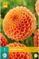Dahlia Sylvia - Dahlia ball-2