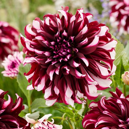 Dahlia Géant Tartan - Dahlia dinnerplate