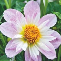 Dahlia Teesbrooke Audrey - Dahlia collerette