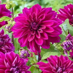 Dahlia Décoratif Violet