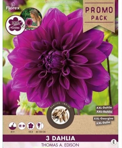 Dahlia Décoratif Violet