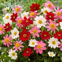 Dahlia Topmix Mix