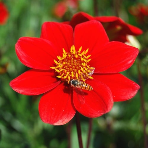 Dahlia Rouge - Topmix