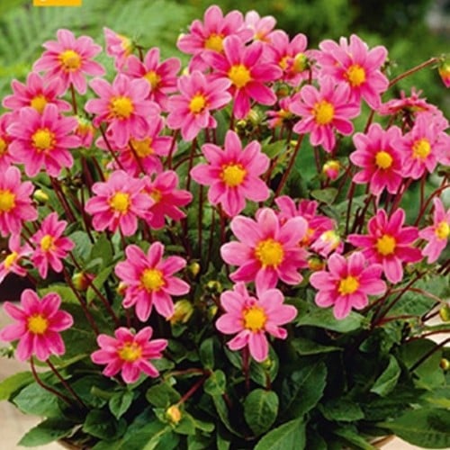 Dahlia Topmix Rose