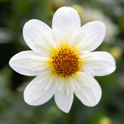 Dahlia Topmix Blanc