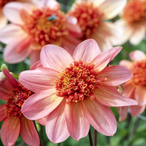 Dahlia Totally Tangerine