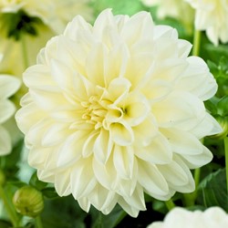 Dahlia Décoratif Blanc - Dahlia Fleurel