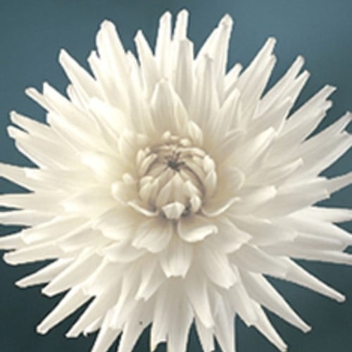 Dahlia Cactus White Star