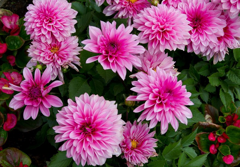 Planter Dahlia - Consignes de plantation des bulbes