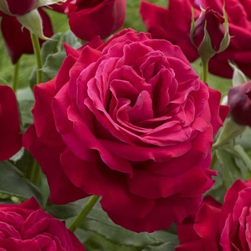 Rosier Dame de Coeur Parfumée - Rosa