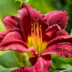 Hemerocallis Night Embers - Hémérocalle