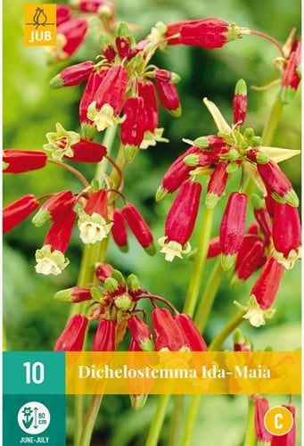 Dichelostemma Ida-Maia – Clochettes sanguine