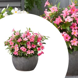 Mandevilla / Dipladenia - Jasmin du Brésil rose (Plantes en Pot)