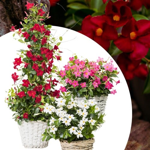 Mandevilla / Dipladenia - Jasmin du Brésil Mix