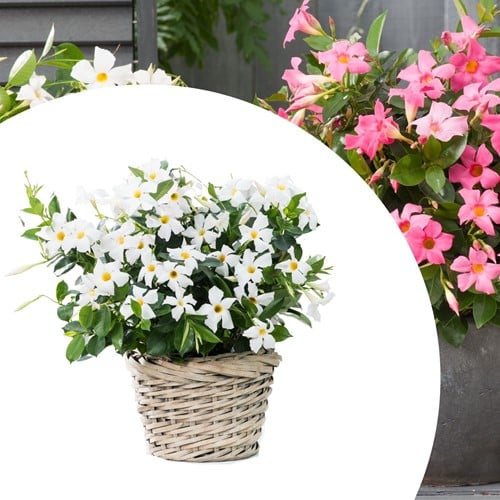 Mandevilla / Dipladenia - Jasmin du Brésil blanc (Plantes en Pot)